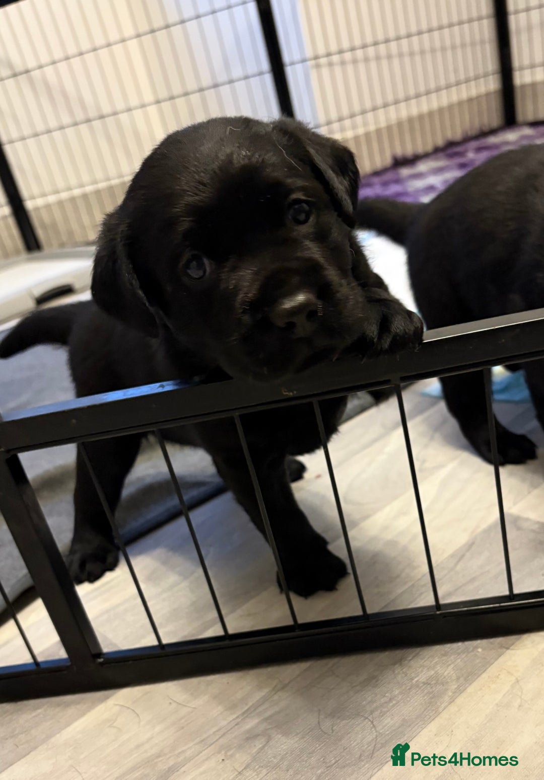 Labrador Retriever dogs for sale: Top quality litter of chunky KC reg Labradors ❤️ in Tamworth - Image 20