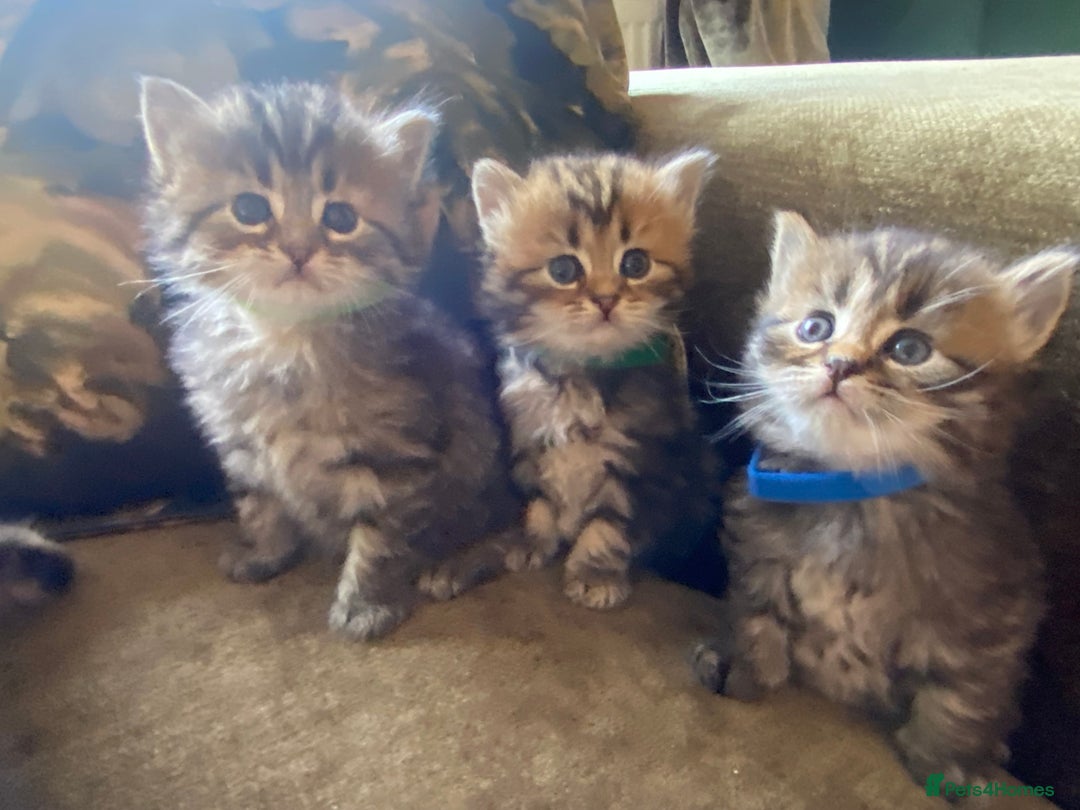 Bengal cats for sale: ‼️ RESERVED  ‼️Bengal x Persian  - Image 10