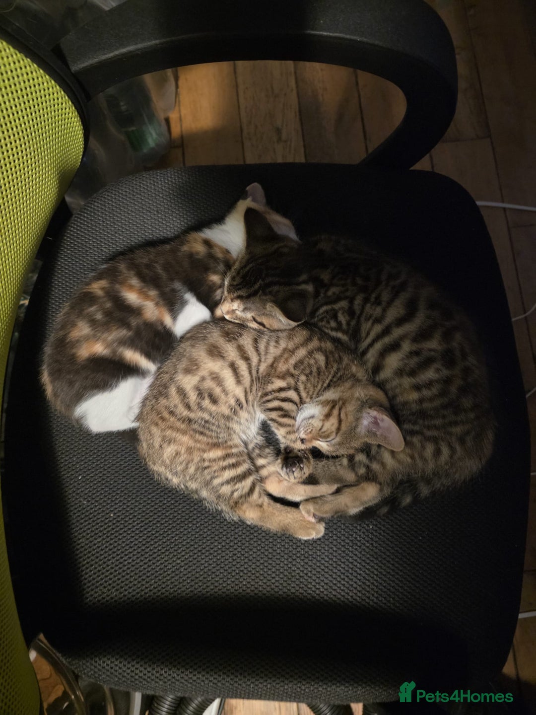 Bengal cats for sale: 3 beautiful part bengal kittens - Advert 3