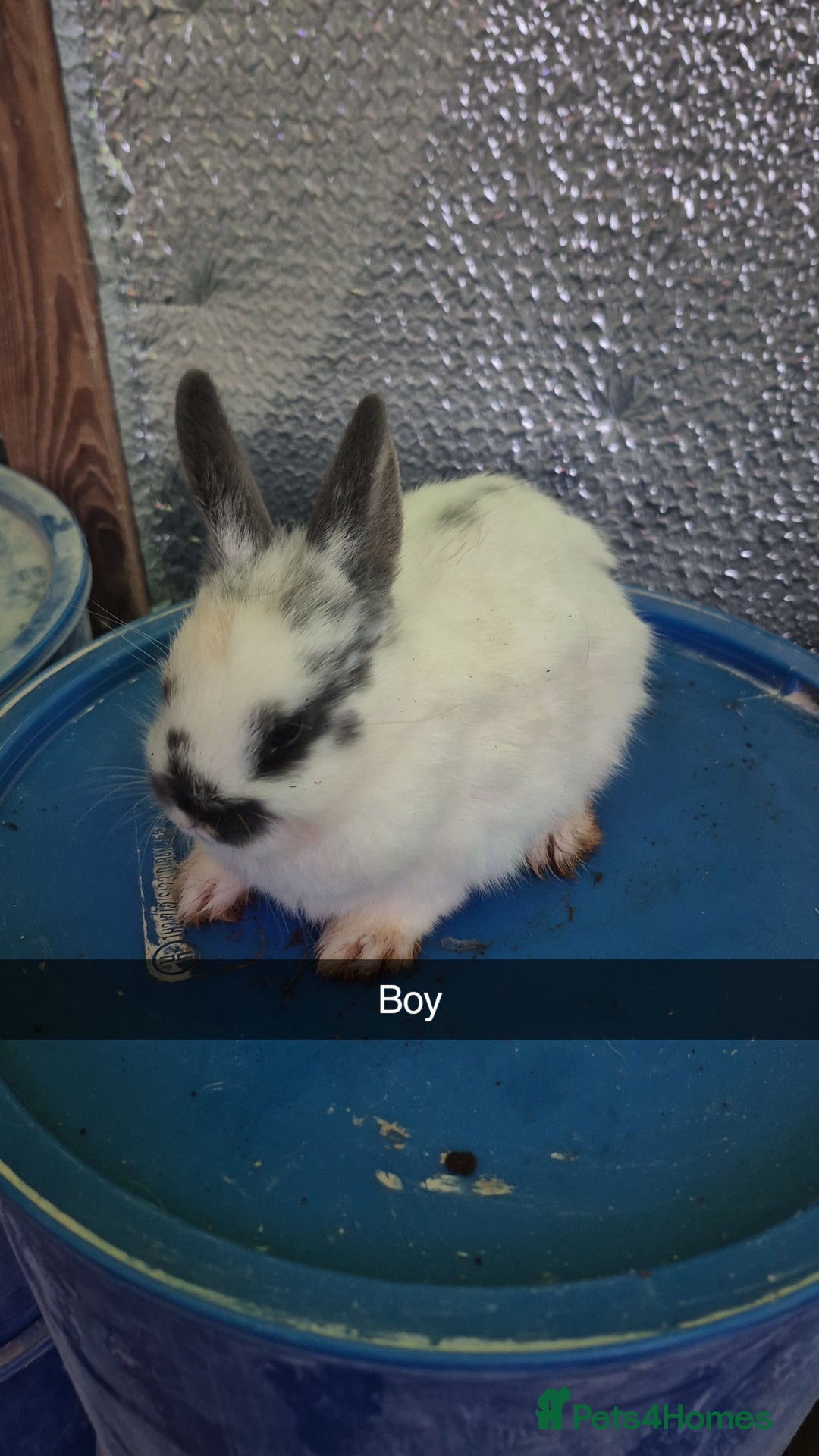 Lionhead rabbits for sale: Lionhead Baby bunny rabbits 8 weeks old - Advert 2