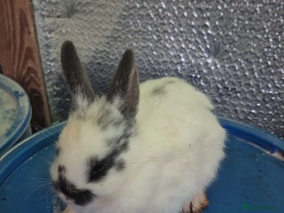 Lionhead rabbits Lionhead Baby bunny rabbits 8 weeks old - Advert 18