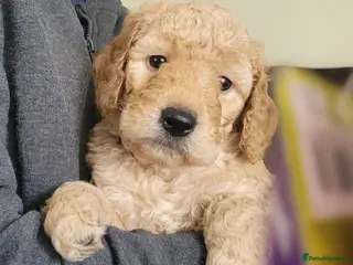 Mini Goldendoodle dogs Miniature Goldendoodle Puppies - Advert 1