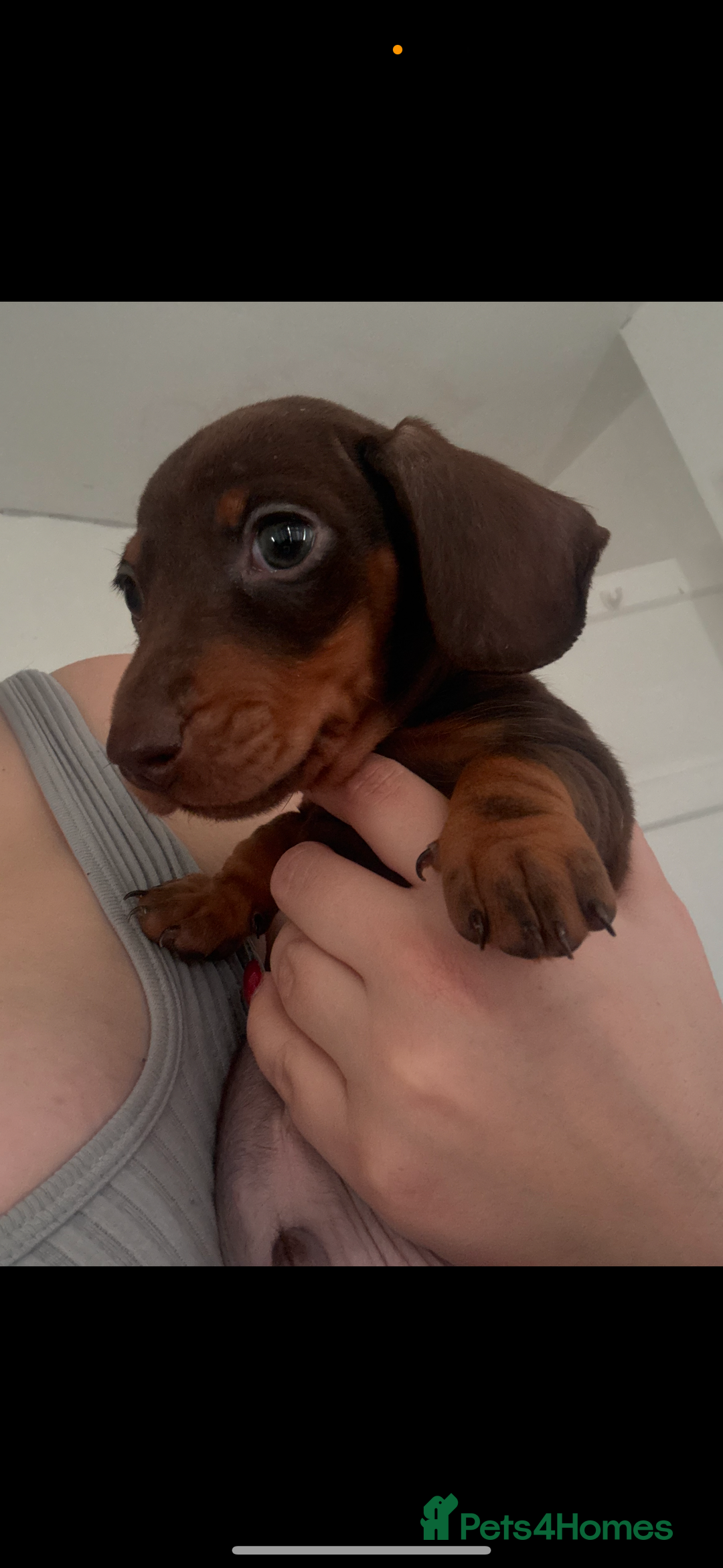 Dachshund dogs for sale: Tan boy  - Advert 2
