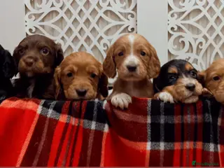 Cocker Spaniel dogs KC REGISTERED WORKING COCKER SPANIEL PUPPIES - Advert 5