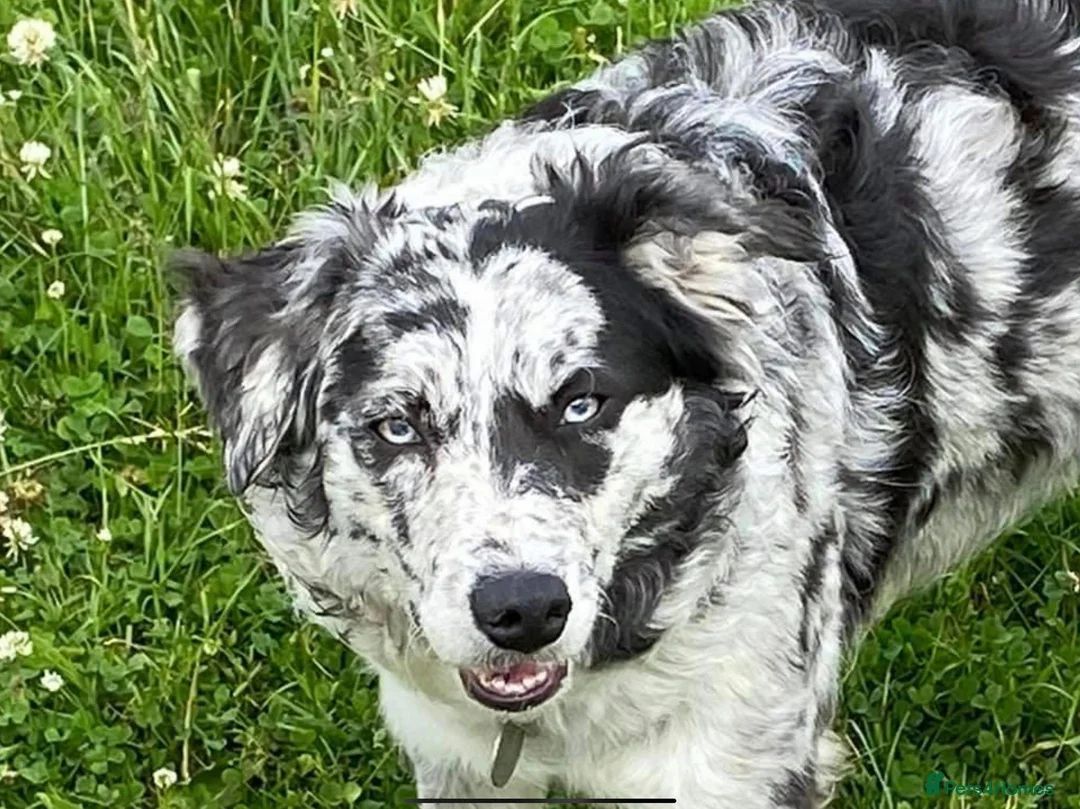 Bordoodle dogs for sale: F1 & F1b Bordoodle pups expected - Advert 4