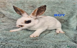 Rex rabbits for sale: Mini Rex Bunnies looking for new homes in Launceston - Image 3