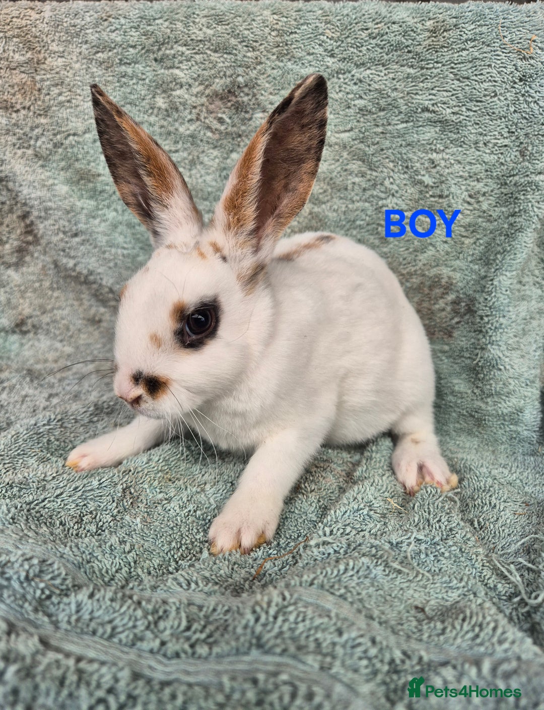 Rex rabbits for sale: Mini Rex Bunnies looking for new homes in Launceston - Image 3