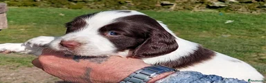 English Springer Spaniel Puppy 9