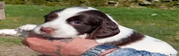 English Springer Spaniel dogs for sale: Springer Spaniel Puppies for sale - Advert 40