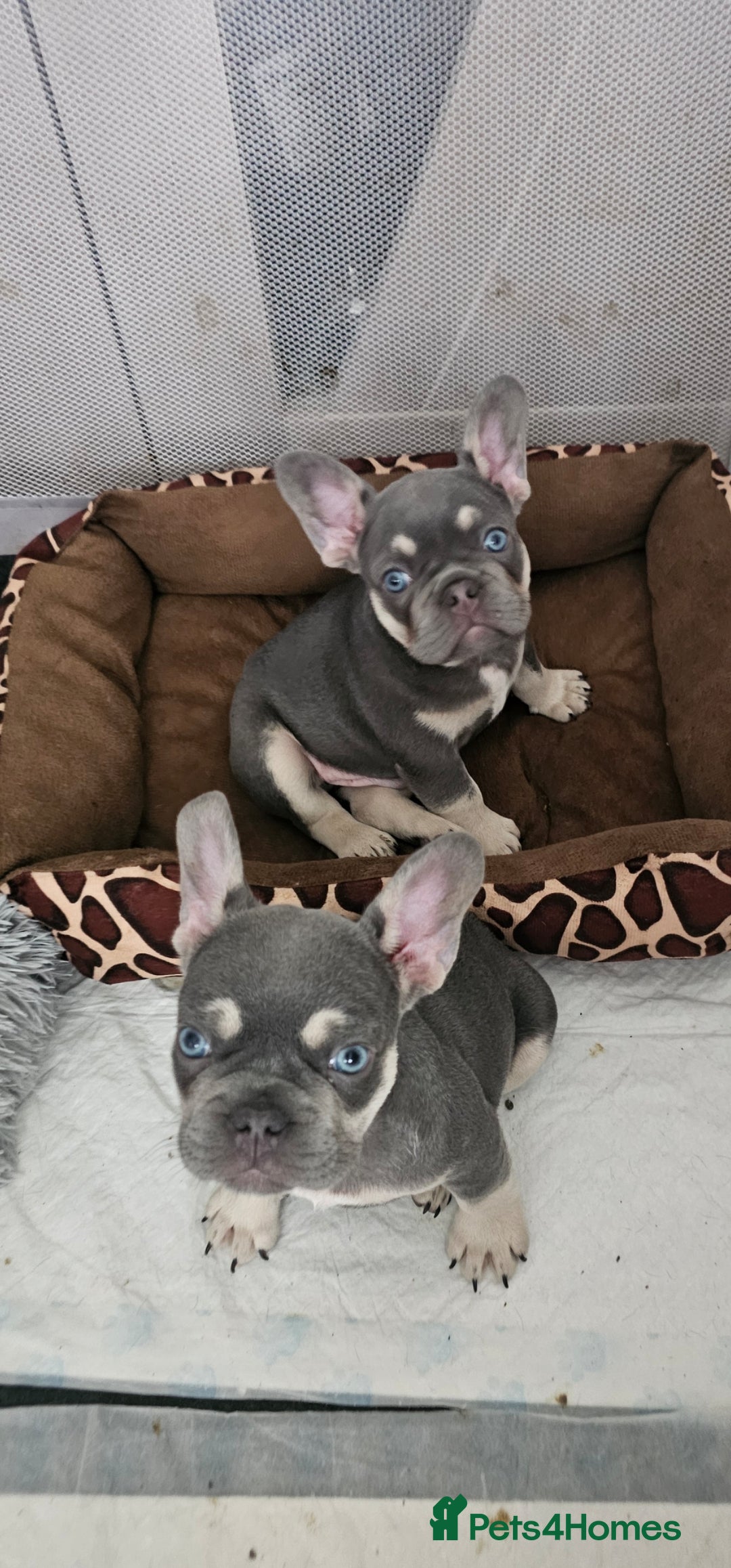 French Bulldog dogs for sale: 7french bulldogs for sale  - Image 1
