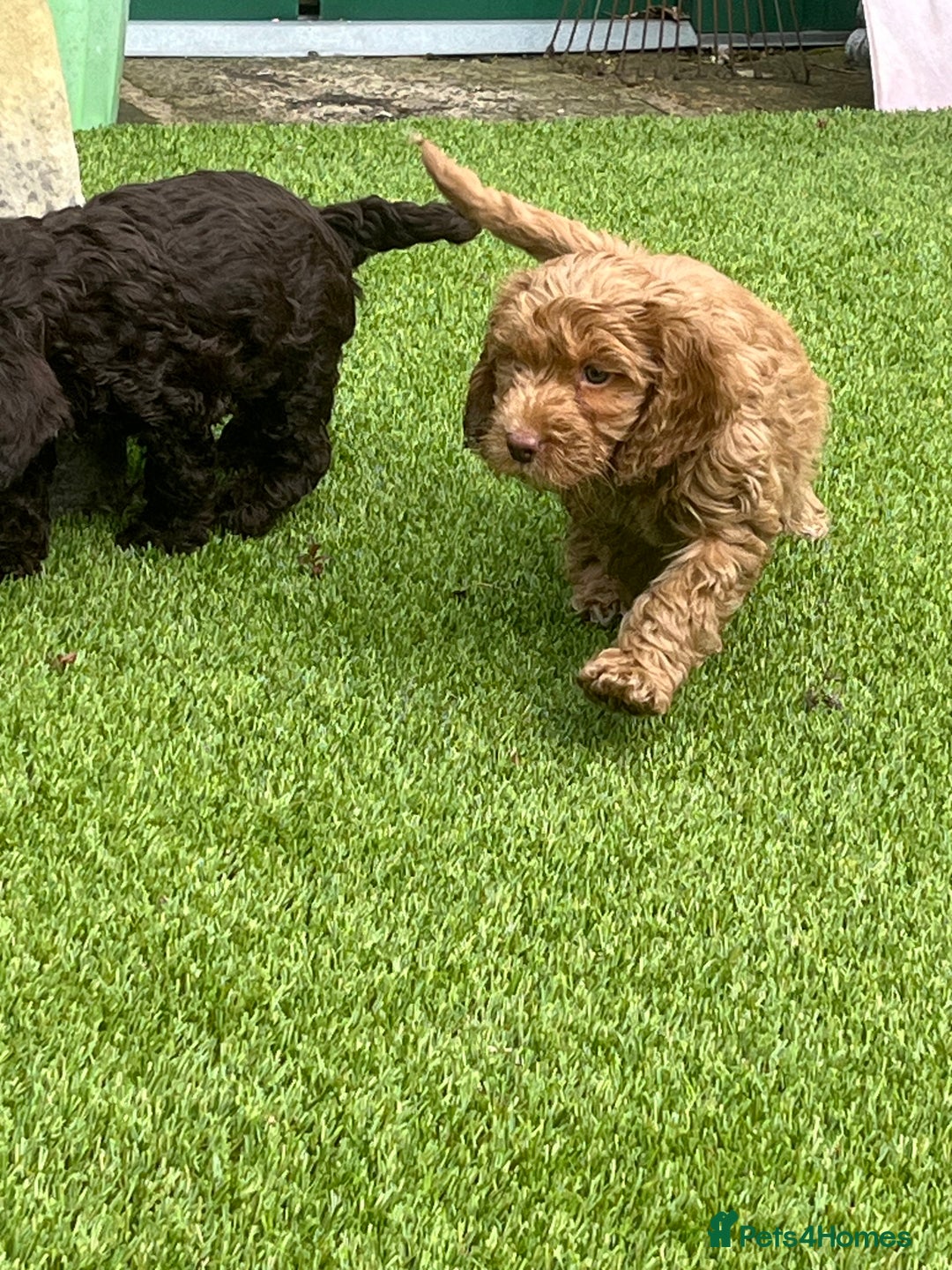 Cockapoo dogs for sale: F1 cockapoo puppies registered breeder  - Advert 17