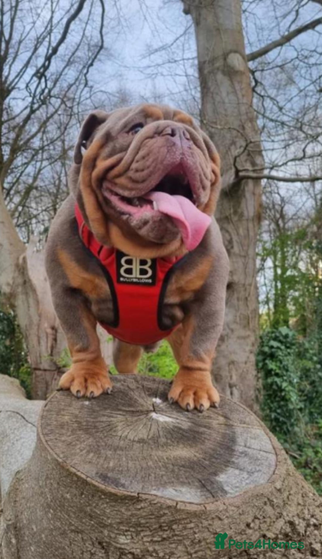 English Bulldog dogs for sale: Adorable Male KC Registered Bulldog Puppy  - Advert 8