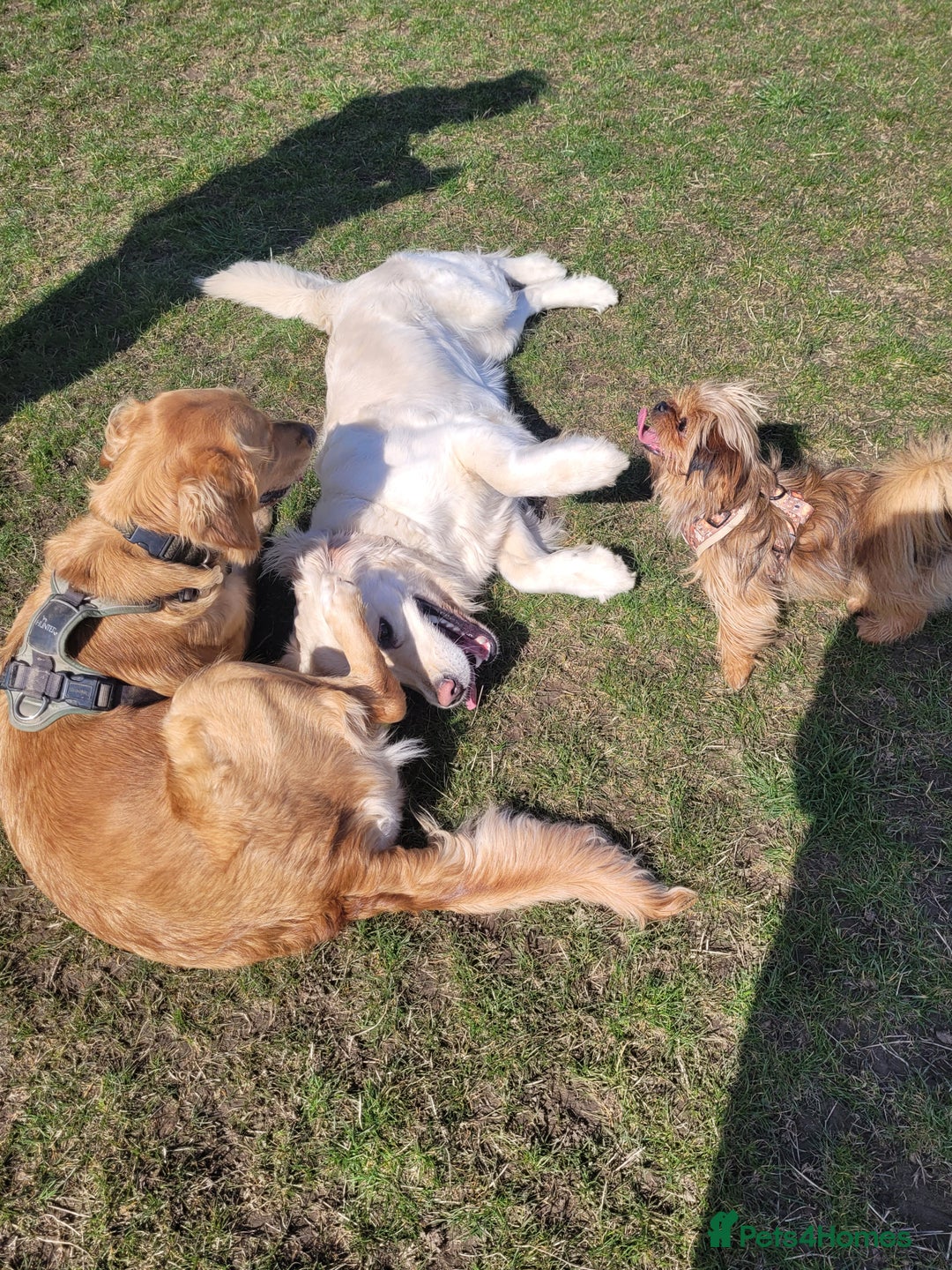 Mixed Breed dogs for sale: Yorkie cross seeks permanent home - Advert 4