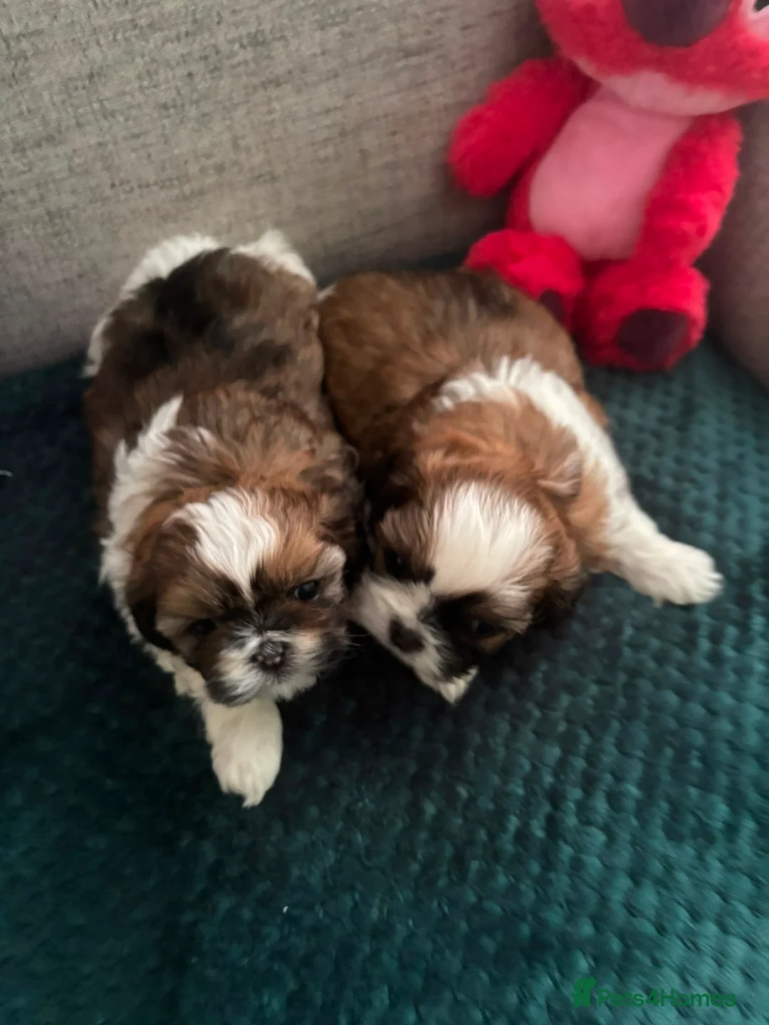 Shih Tzu dogs for sale: Shih tzu for sale. in Glasgow - Advert 8
