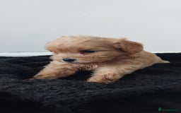 Cavapoo dogs for sale: Adorable cavapoo puppies - Image 1