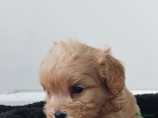 Cavapoo dogs for sale - Advert 1