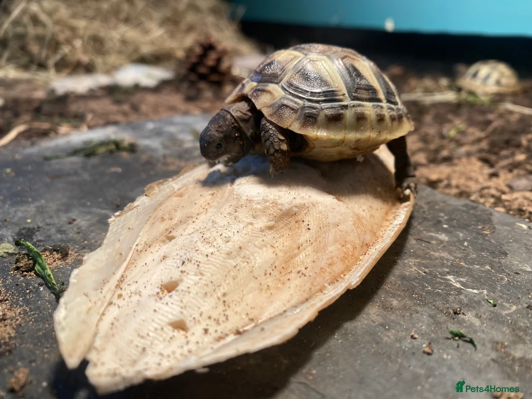 Hermann Tortoise reptiles for sale: Hermannes hatchlings - Advert 2
