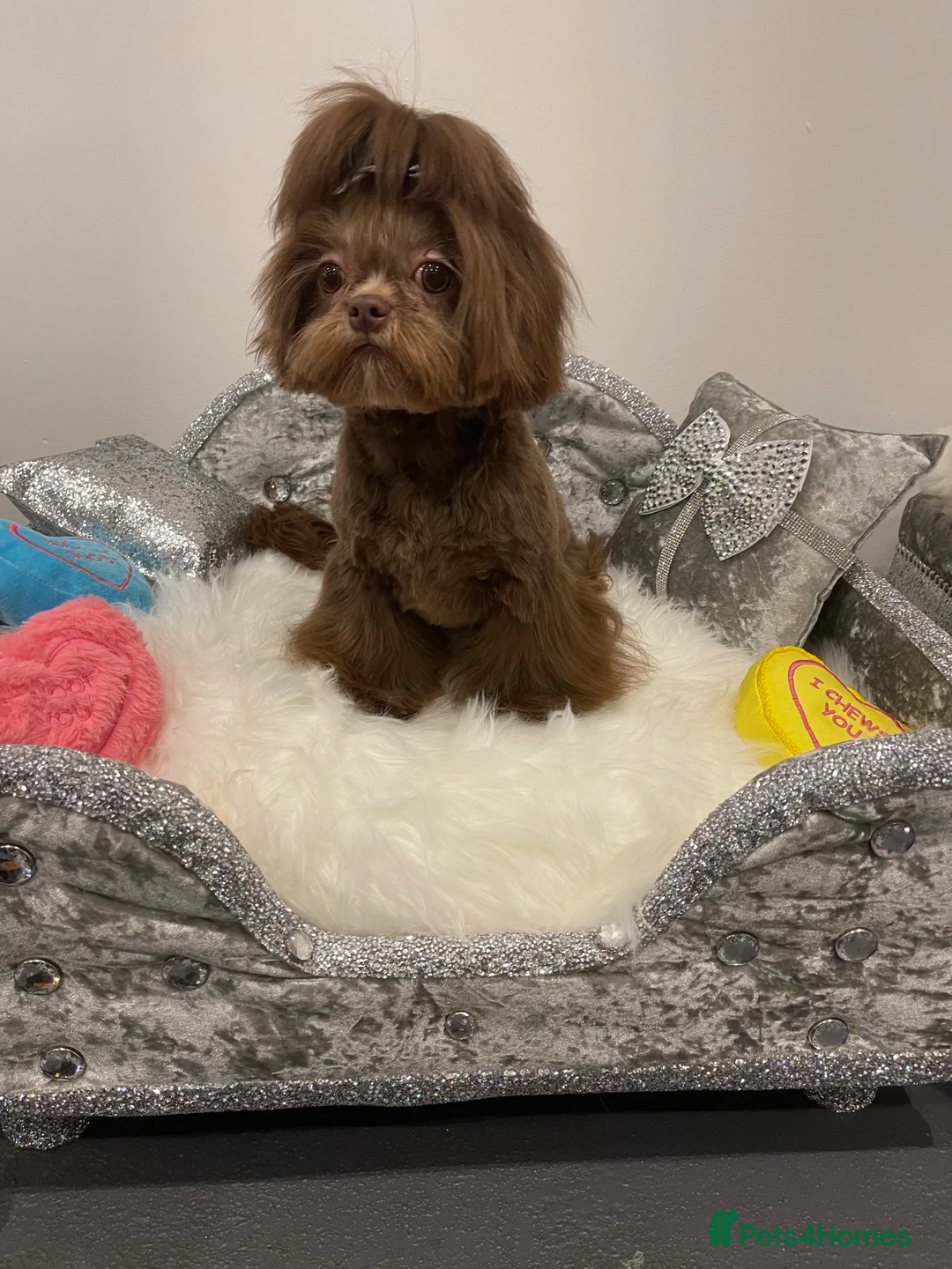 Shih Tzu dogs for stud: STUNNING CHOCOLATE IMPERIAL SHIHTZU OPEN AT STUD in Grays - Advert 12