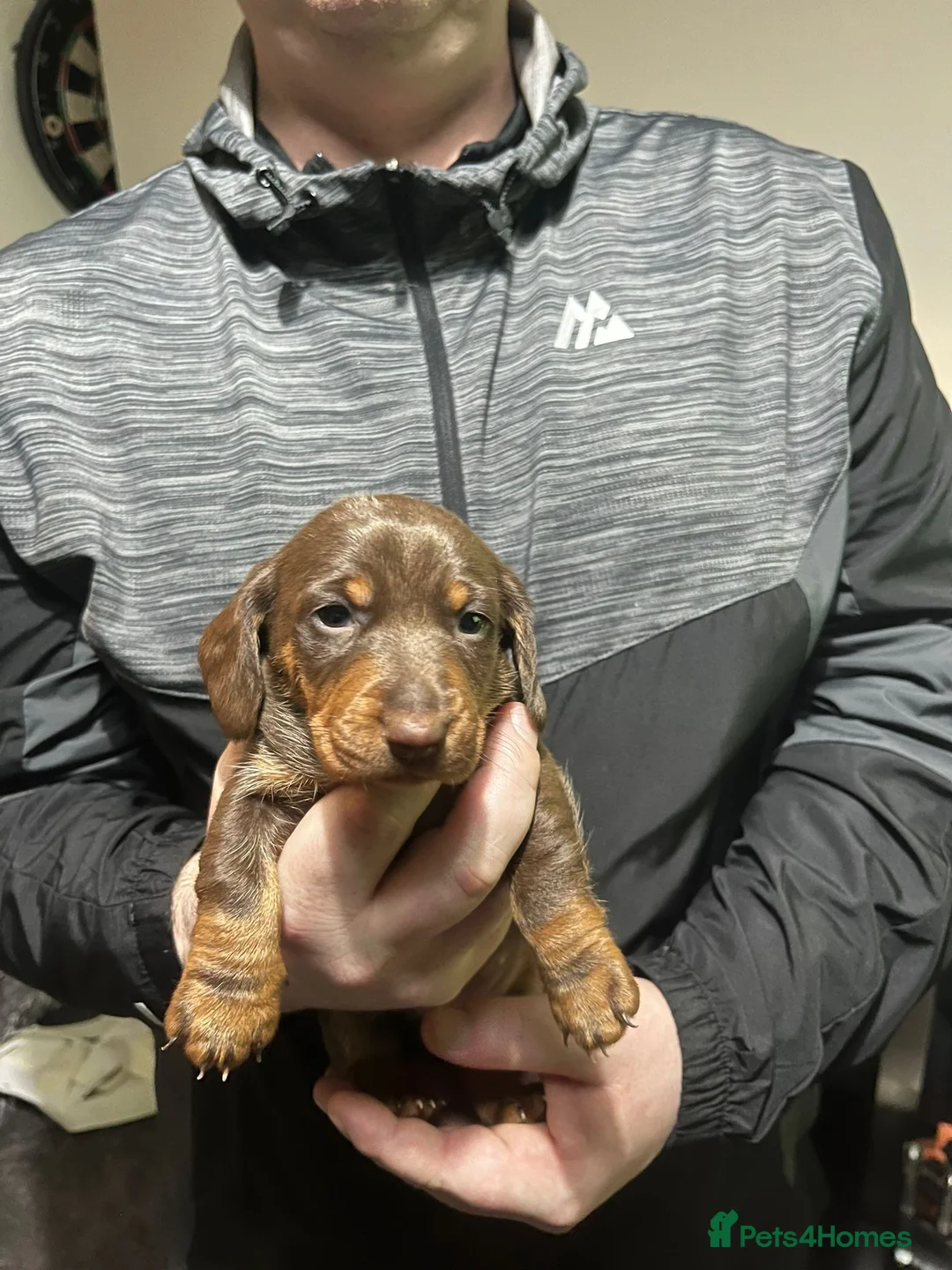 Miniature Dachshund dogs for sale: Miniature daschunds £800 each  - Advert 6