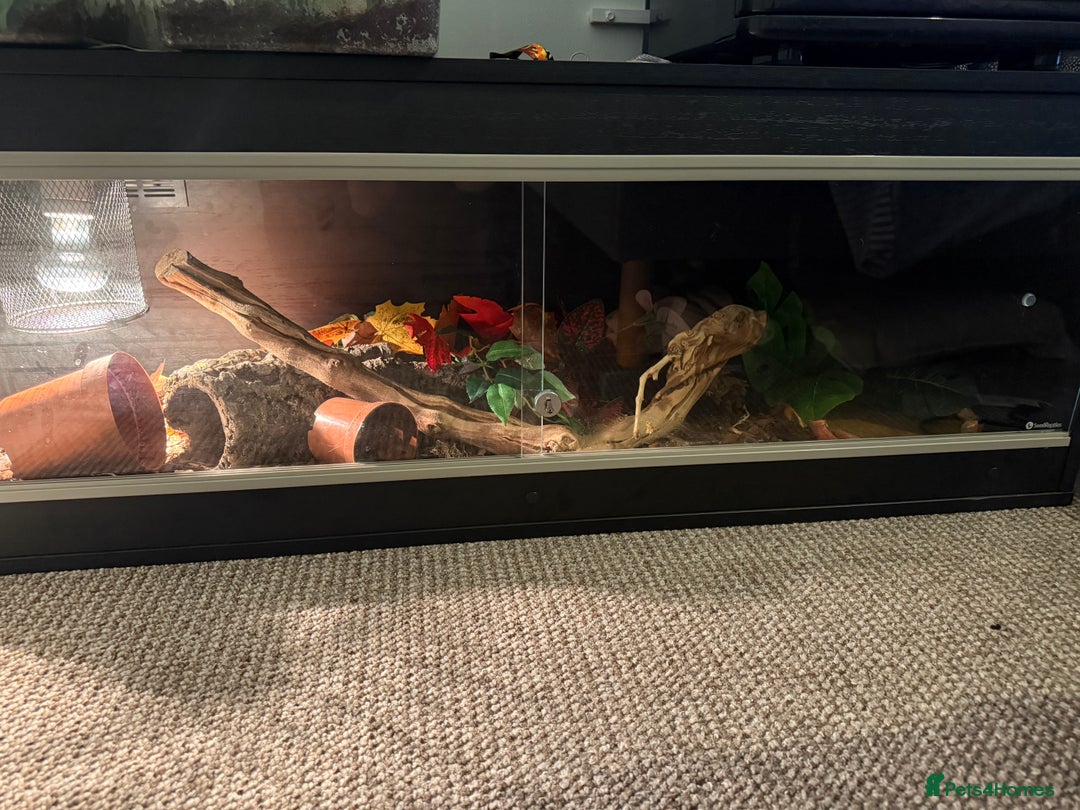 King Snake reptiles for sale: Peanut butter morph king snake with full set up  - Image 4