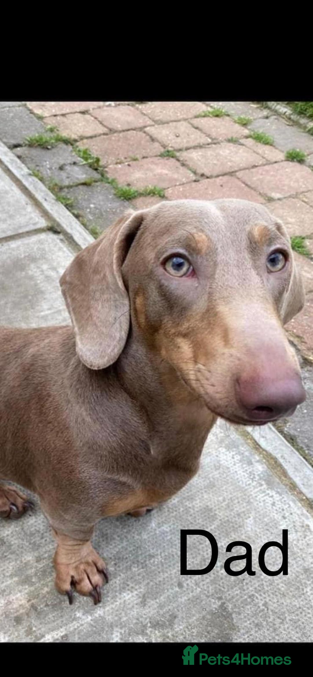 Miniature Dachshund dogs for sale: Stunning KC Registered Miniature Dashound  - Image 16