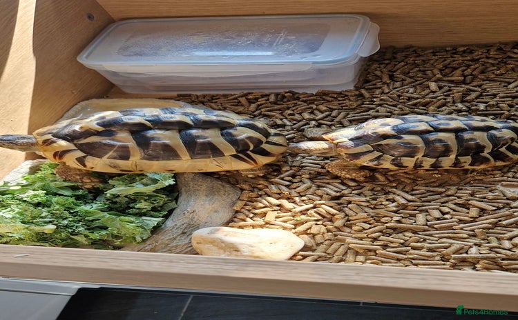 Tortoise reptiles - Advert 4