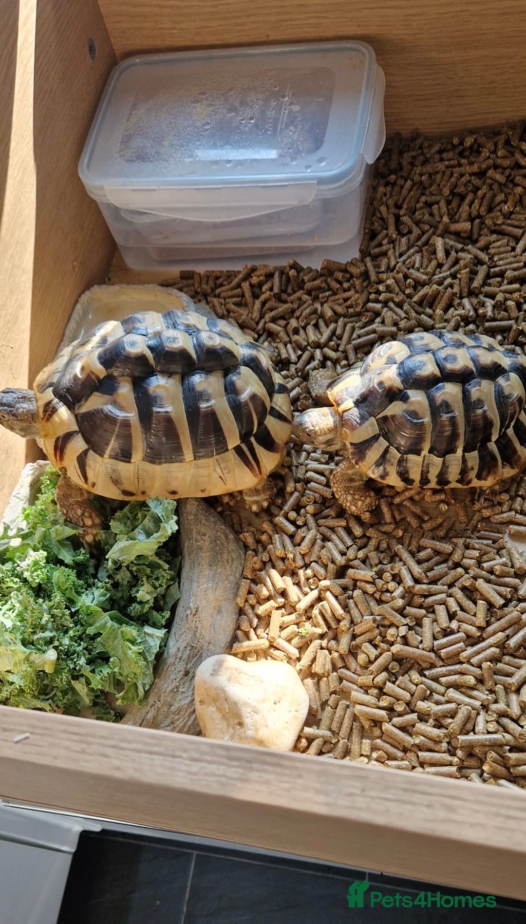 Tortoise reptiles for sale: 2x Hermann tortoise. Male & Female - Image 1