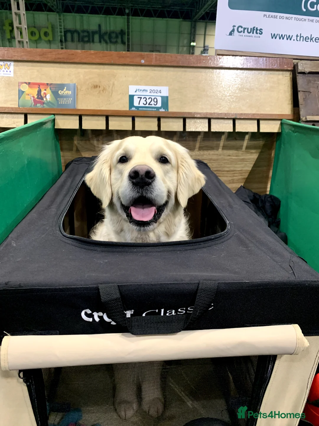 Golden Retriever dogs for stud: KC Reg, Health Tested, Crufts Qualified, Proven in Milton Keynes - Advert 4