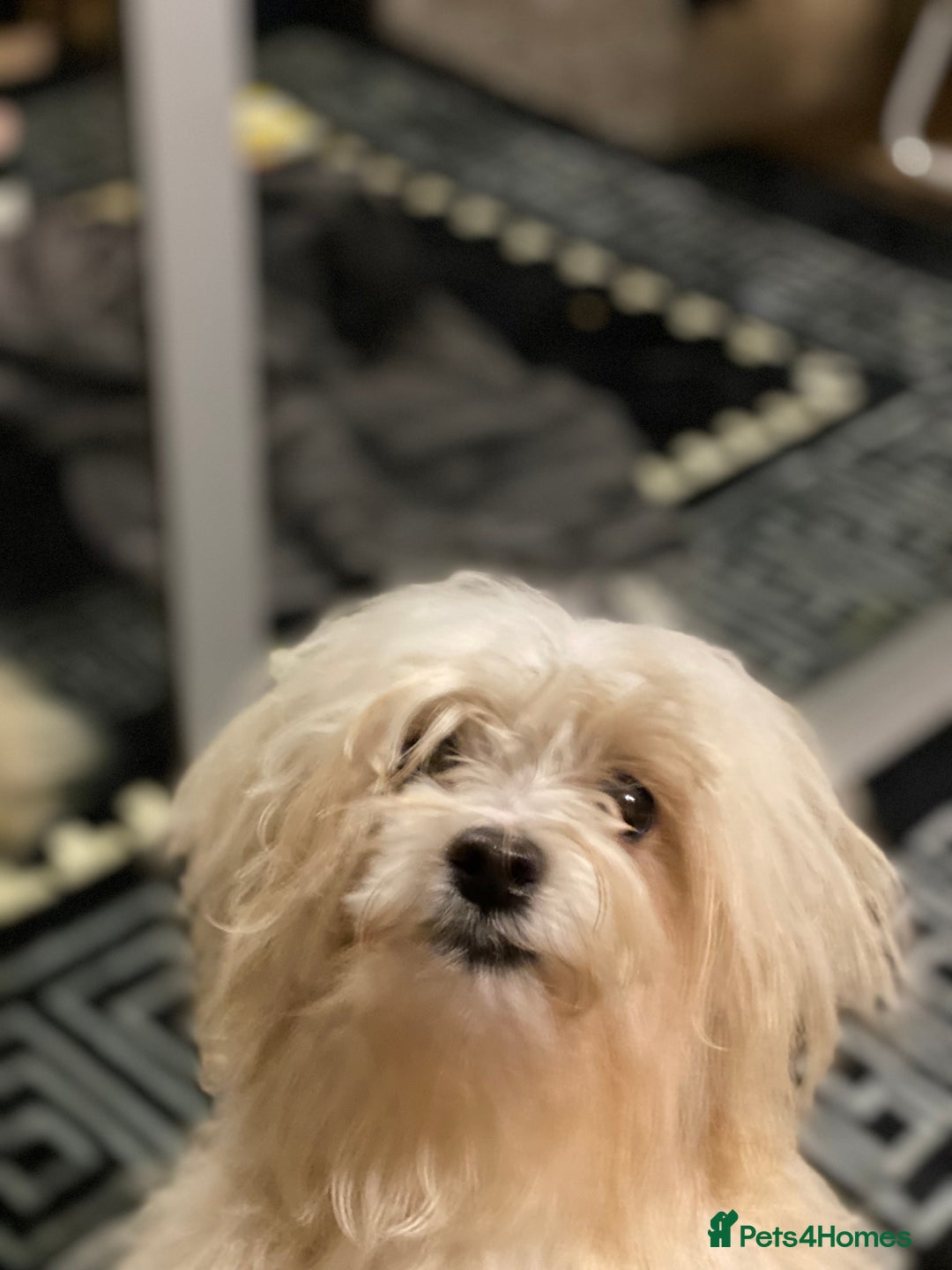 Maltipoo dogs for sale: Gorgeous maltipoo puppies 🐩 - Advert 7