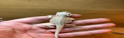Bearded Dragon reptiles for sale: Super friendly baby bearded dragons - Advert 6