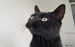 European cats for adoption: Handsome boy looking for a perfect forever home - Image 5