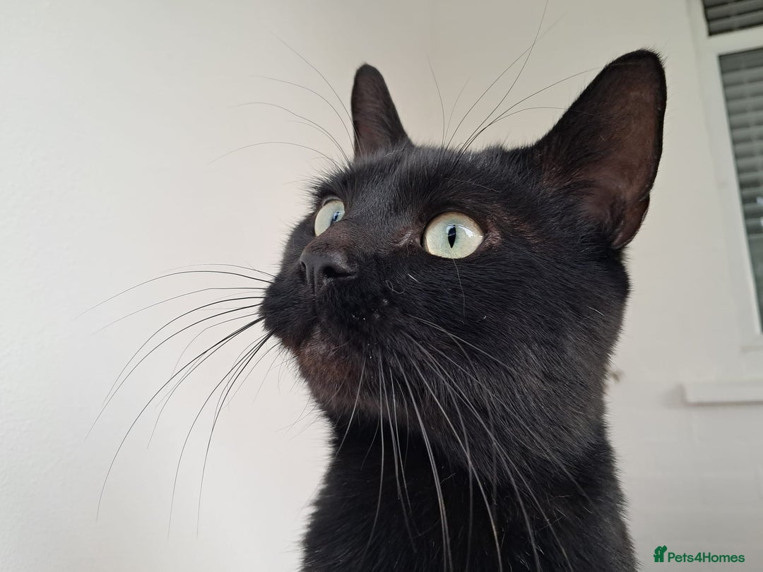 European cats for adoption: Handsome boy looking for a perfect forever home - Image 5
