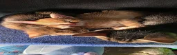 Mixed Breed cats for sale: 3 boys 2 girls kittens  - Advert 7