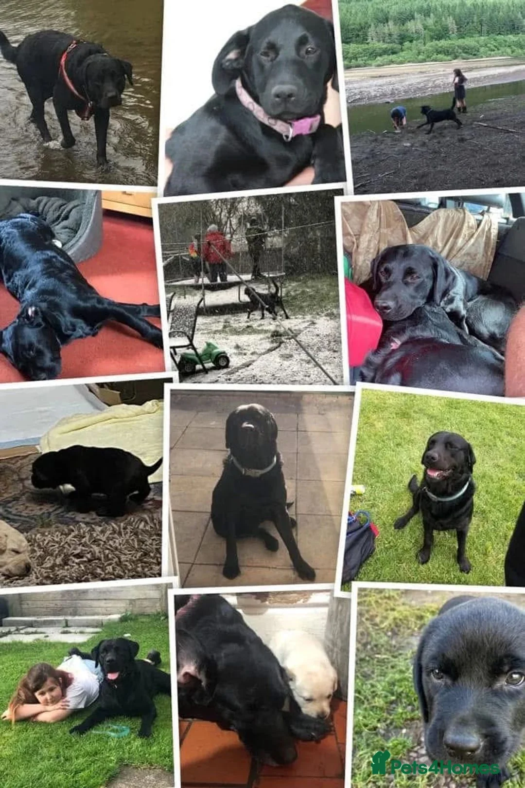 Labrador Retriever dogs for sale: Black Labrador Retriever Puppies 2 Boys & 2 Girls - Advert 2