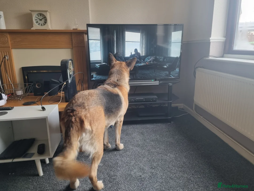 German Shepherd dogs for stud: Stud required - Advert 7