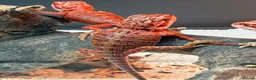 Bearded Dragon reptiles for sale: Red Monster baby bearded dragons ready to go! - Advert 2