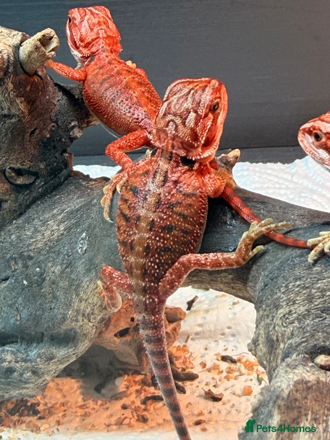 Bearded Dragon reptiles for sale: Red Monster baby bearded dragons ready to go! - Advert 2