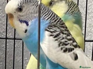 Budgerigars birds Budgies for sale - £15 - Advert 12