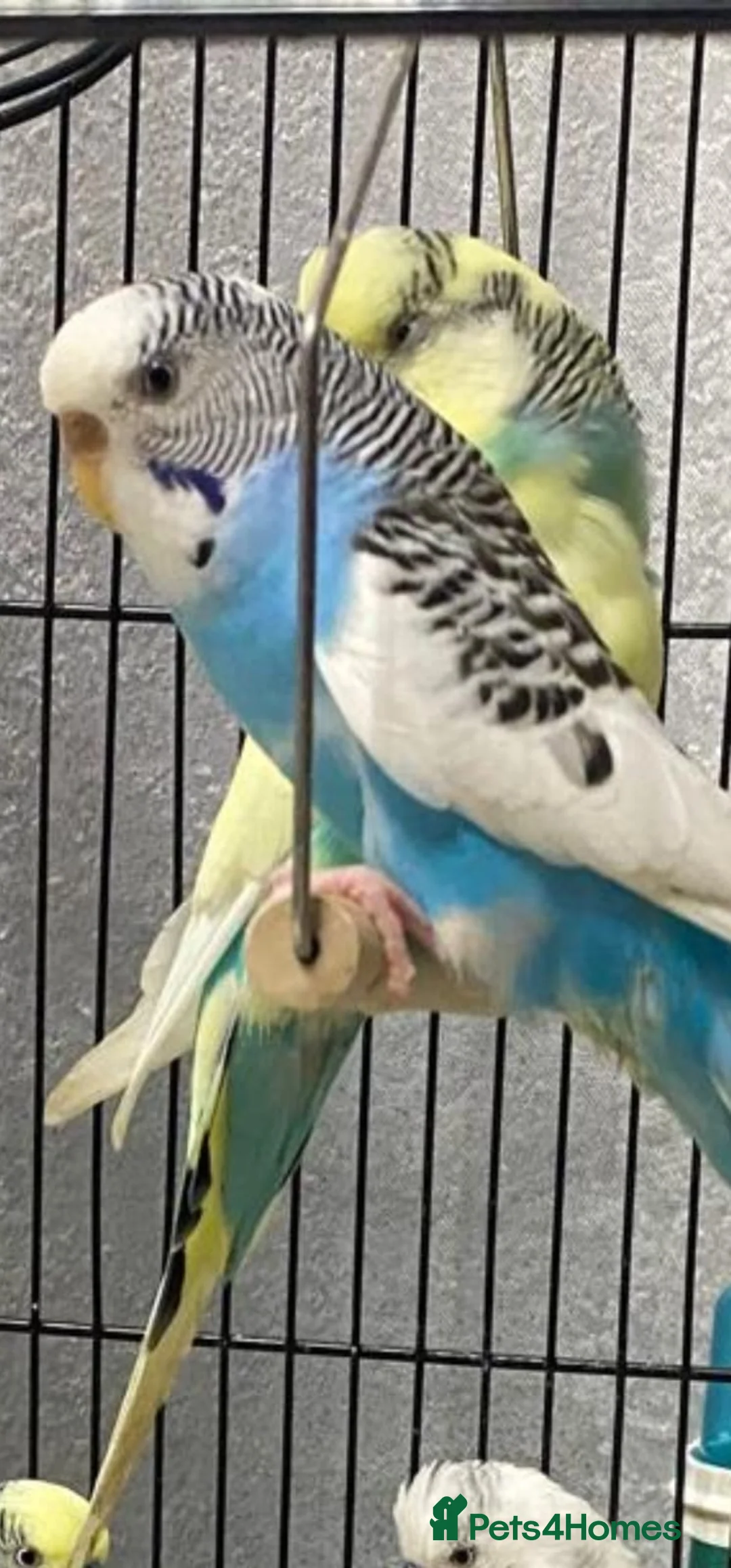 Budgerigars birds for sale: Budgies for sale - £15 - Advert 1