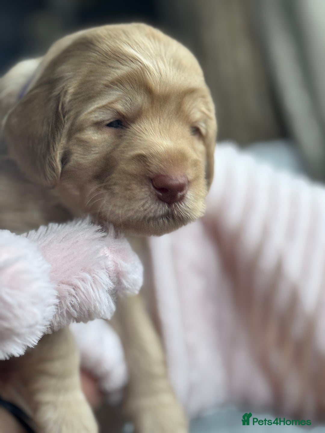 Australian Labradoodle dogs for sale: Genuine Australian Labradoodle (not poodle-lab mix in Wallington - Image 22
