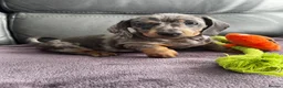 Dachshund dogs for sale: Miniature dachshunds for sale - Advert 3