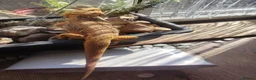 Bearded Dragon reptiles for sale: Baby Bearded Dragons - Advert 3