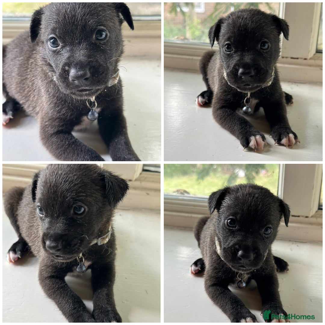 Mixed Breed dogs for sale: Staffy x Belgian Malinos  - Image 21