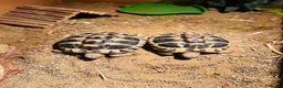 Hermann Tortoise reptiles for sale: 2 Herman Tortoises for sale  - Advert 1