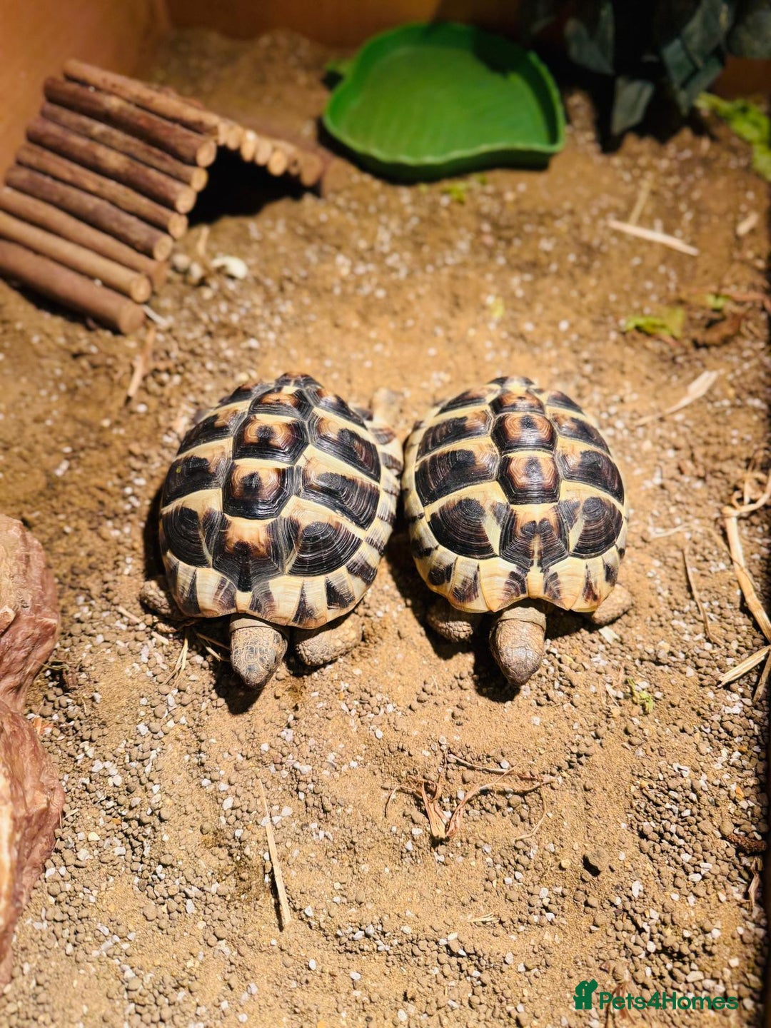 Hermann Tortoise reptiles for sale: 2 Herman Tortoises for sale  - Advert 1
