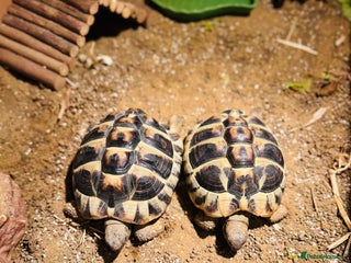 Hermann Tortoise reptiles 2 Herman Tortoises for sale - Advert 1
