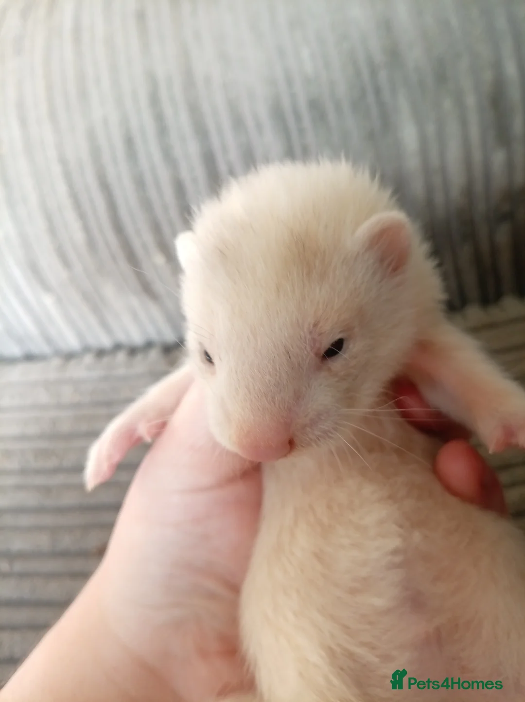 Ferret rodents for sale: 2 half micro sandy ferret males for sale  in Birmingham - Advert 2
