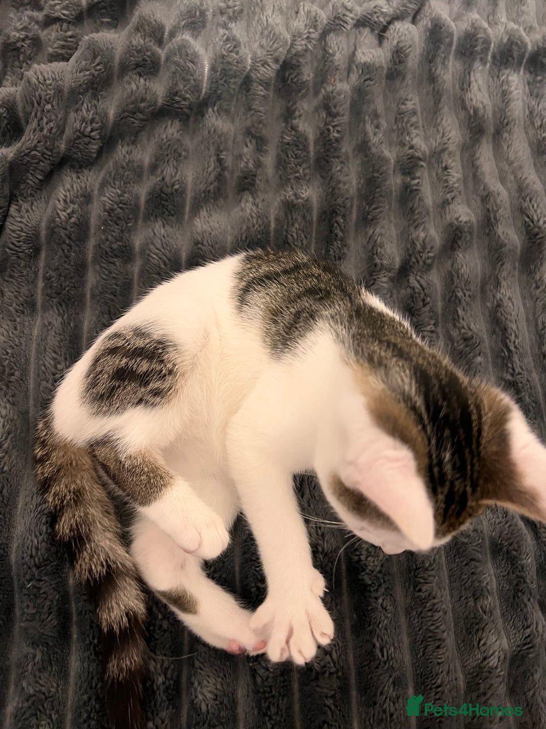 Mixed Breed cats for sale: 2 Kittens for sale 2 girls, Welcome to view  - Advert 4