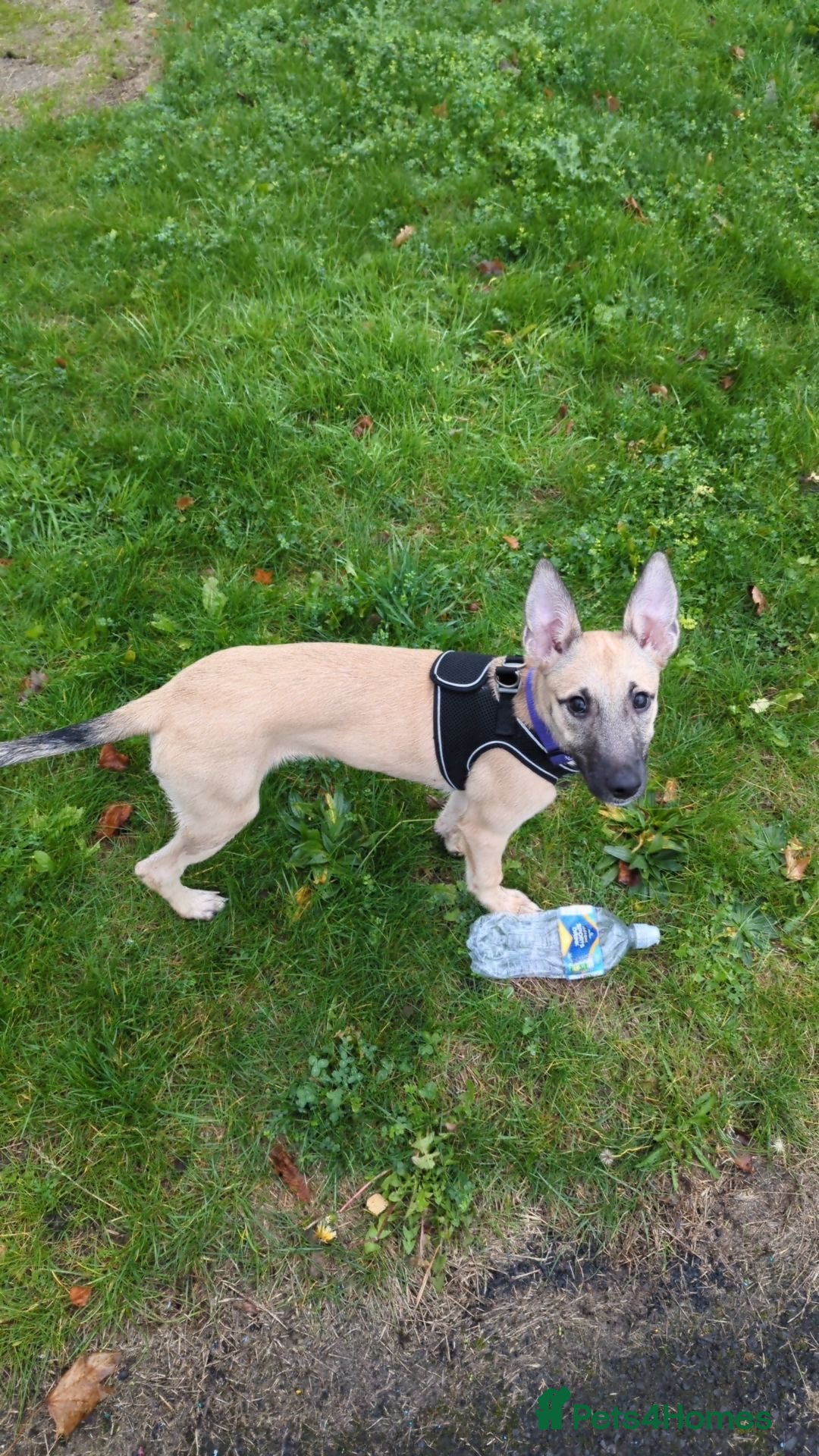 Mixed Breed dogs Belgian x greyhound female - Advert 1