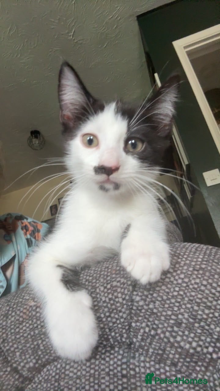 Mixed Breed cats Last boy available  - Advert 1